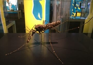 bug