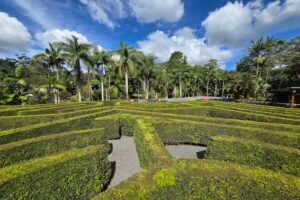 The main hedge maze at Amaze World.