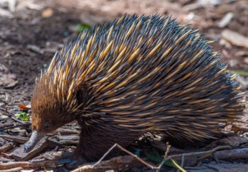 echidna facts for kids, echidna, australian echidna