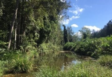 Imbil State Forest