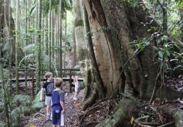 maiala walk mount glorious