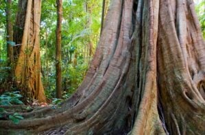 Tamborine National Park, Queensland, Australia, Pacific