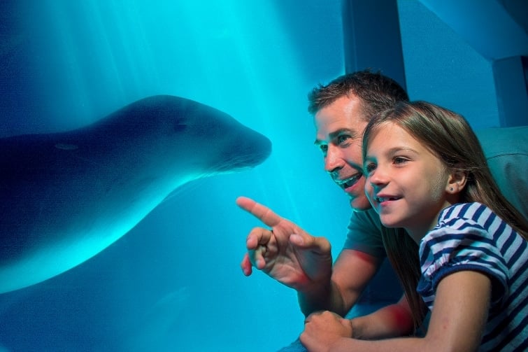 father and daughter at sea life looking a seal.