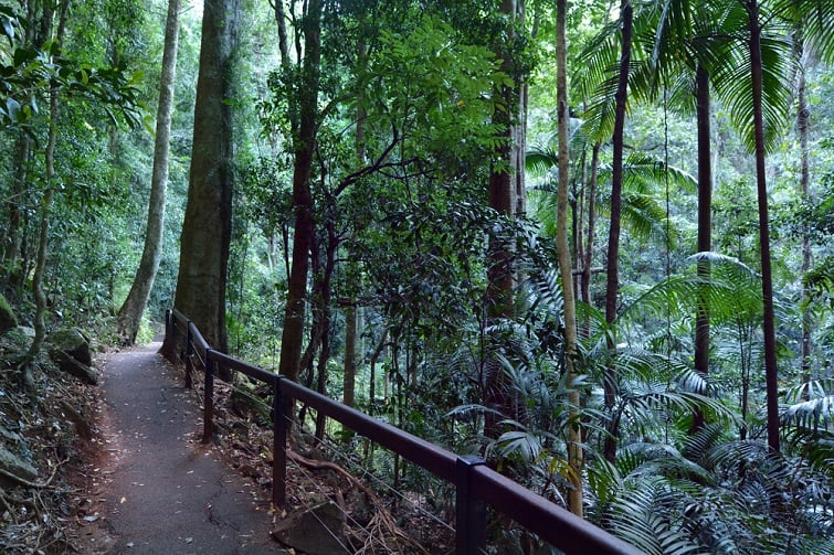 walking trail at springbrook national park.